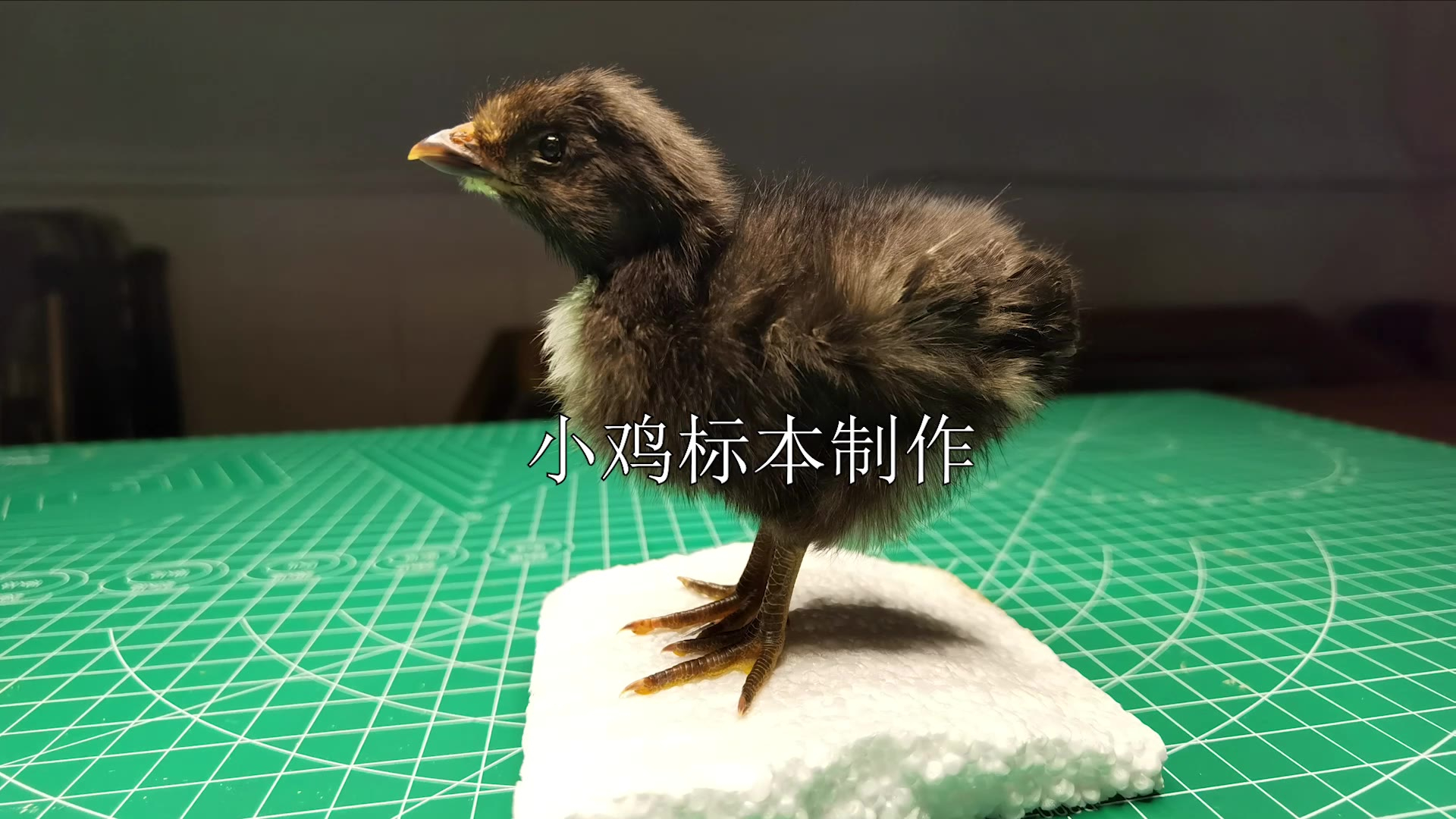 让小鸡儿站起来【小黑鸡剥制标本】